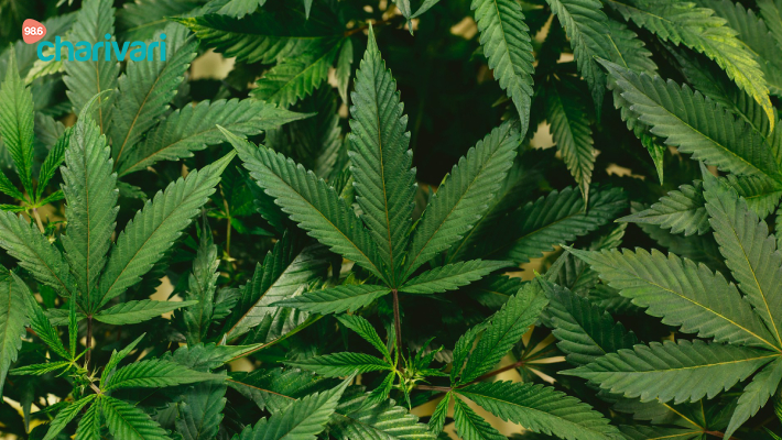 Cannabis Legalisierung - Das solltet ihr wissen!