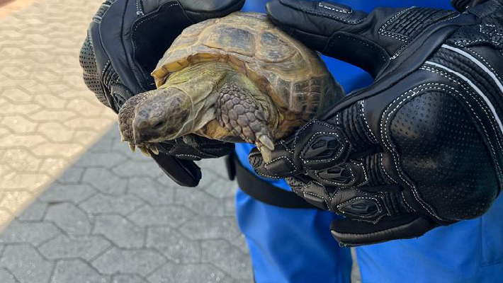 Auf der A 6 bei Nürnberg : Polizei rettet Schildkröte 