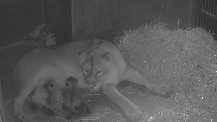 Nürnberger Tiergarten : Warten auf Löwen - Babys live  